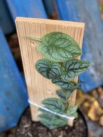 Zdjęcie rośliny Monstera dubia, ujęcie 2