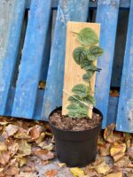 Zdjęcie rośliny Monstera dubia, ujęcie 3