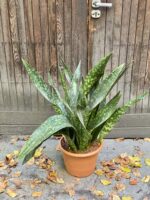 Zdjęcie rośliny Sansevieria Jiboia, ujęcie 1