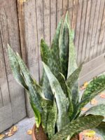 Zdjęcie rośliny Sansevieria Jiboia, ujęcie 2