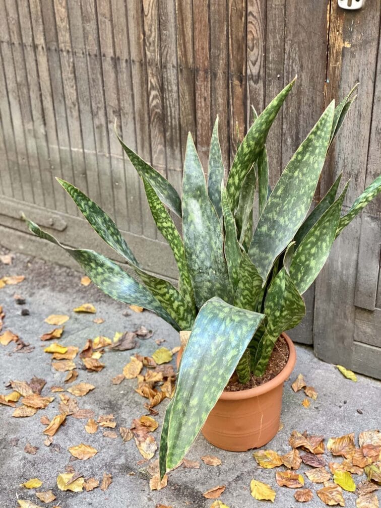 Zdjęcie rośliny Sansevieria Jiboia, ujęcie 3