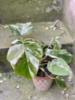 Zdjęcie rośliny Monstera Variegata nr. 1, ujęcie 1
