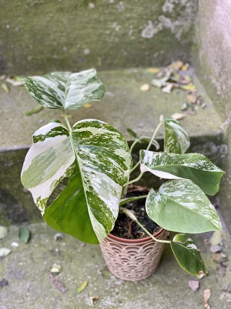 Zdjęcie rośliny Monstera Variegata nr. 1, ujęcie 1