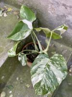 Zdjęcie rośliny Monstera Variegata nr. 1, ujęcie 2