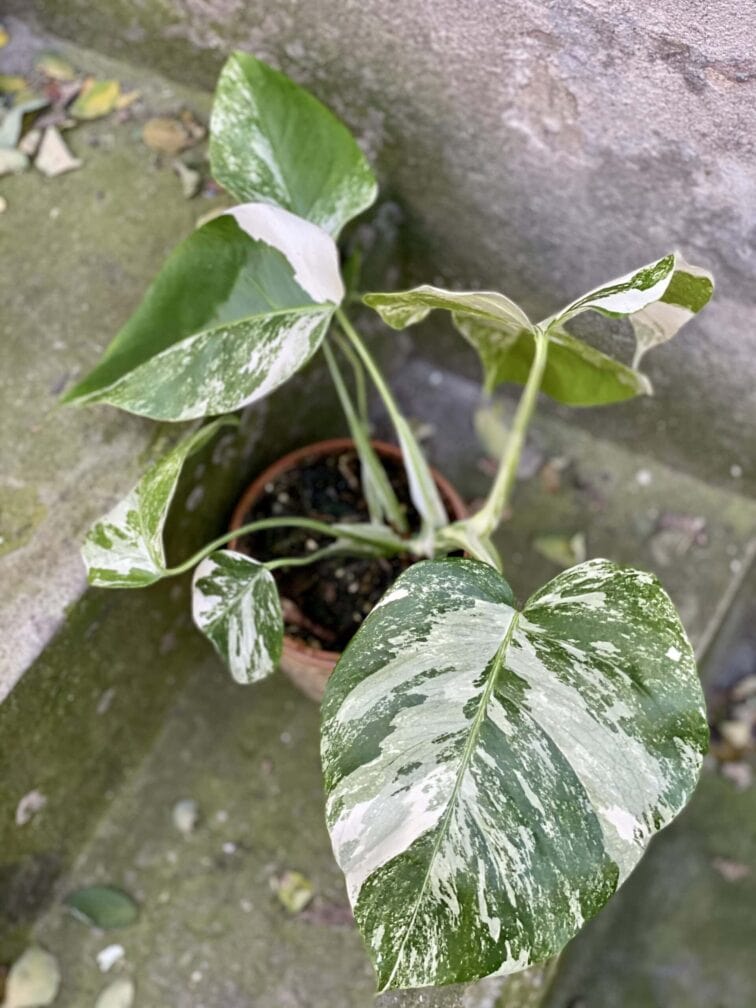 Zdjęcie rośliny Monstera Variegata nr. 1, ujęcie 2