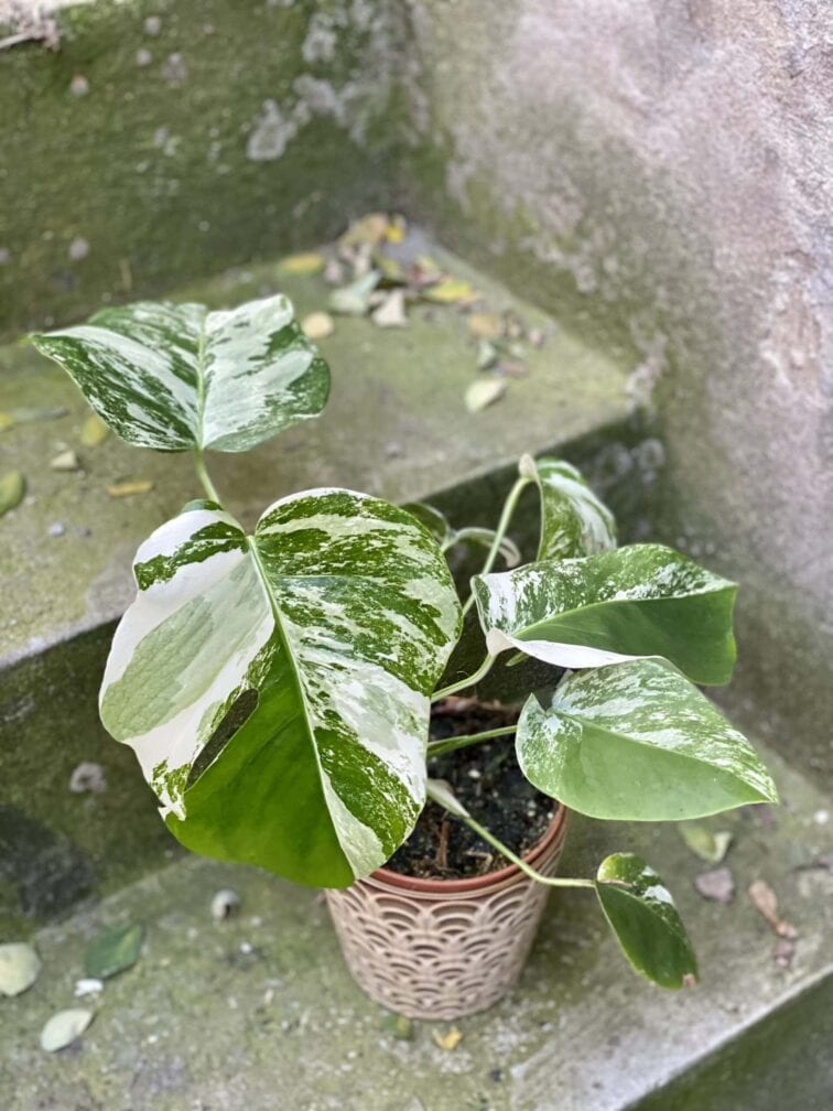 Zdjęcie rośliny Monstera Variegata nr. 1, ujęcie 3