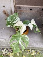 Zdjęcie rośliny Monstera Variegata nr.2, ujęcie 1