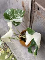 Zdjęcie rośliny Monstera Variegata nr.2, ujęcie 2