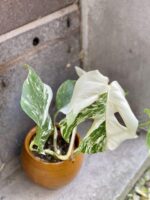 Zdjęcie rośliny Monstera Variegata nr.2, ujęcie 3