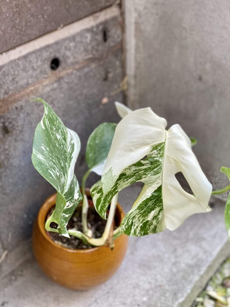 Zdjęcie rośliny Monstera Variegata nr.2, ujęcie 3