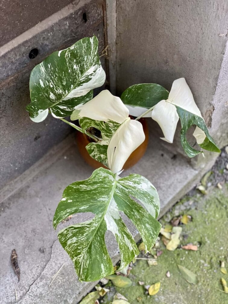 Zdjęcie rośliny Monstera Variegata nr.2, ujęcie 4