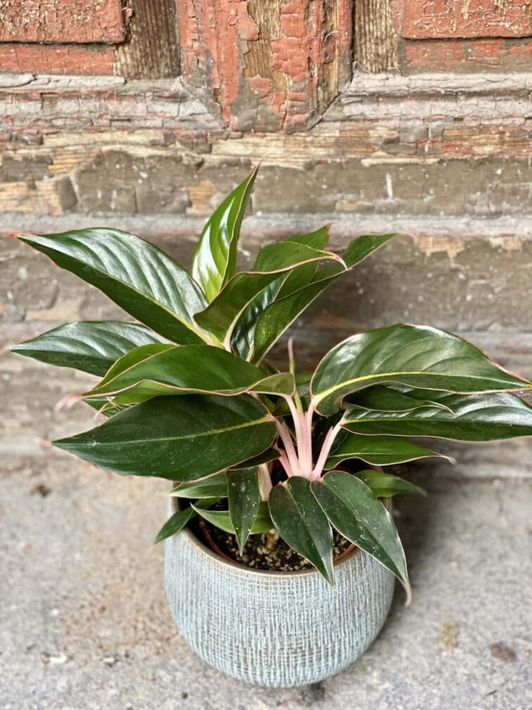 aglaonema-black-lipstick_14x40-0.jpg Zdjęcie rośliny Aglaonema Black Lipstick, ujęcie 1