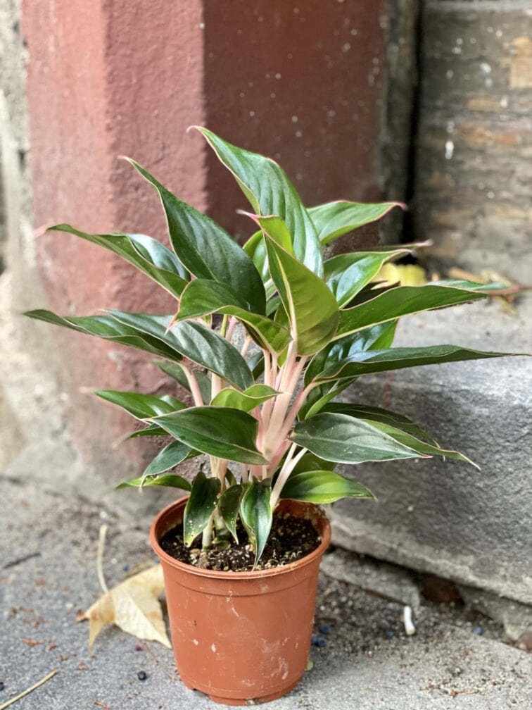 Zdjęcie rośliny Aglaonema Black Lipstick, ujęcie 2