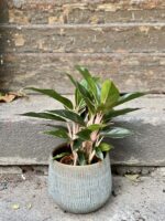 Zdjęcie rośliny Aglaonema Black Lipstick, ujęcie 3