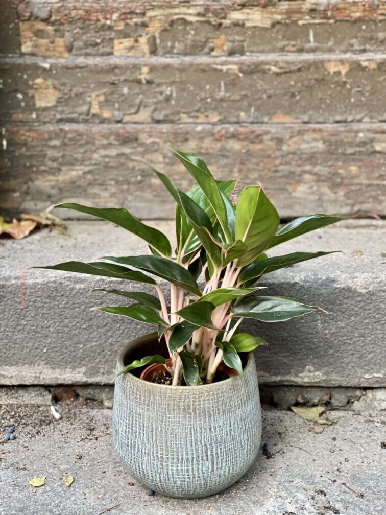 Zdjęcie rośliny Aglaonema Black Lipstick, ujęcie 3
