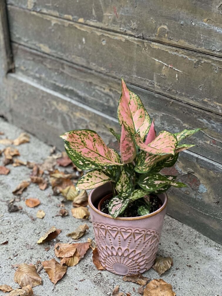 aglaonema-red-valentine_14x40-0.jpg Zdjęcie rośliny Aglaonema Red Valentine, ujęcie 1