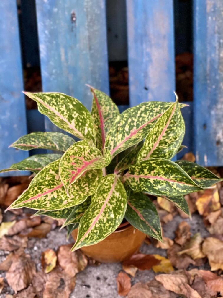 Zdjęcie rośliny Aglaonema Hollywood, ujęcie 1