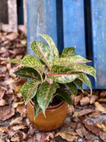 Zdjęcie rośliny Aglaonema Hollywood, ujęcie 2