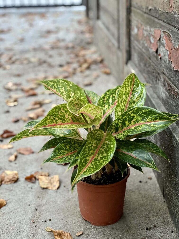 Zdjęcie rośliny Aglaonema Hollywood, ujęcie 3