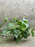 Zdjęcie rośliny Thaumatophyllum Bipinnatifidum (Filodendron Podwójnie Pierzasty), ujęcie 1