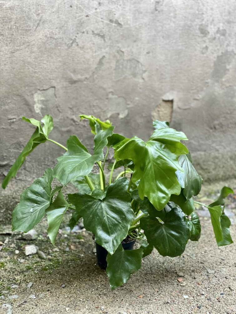 Zdjęcie rośliny Thaumatophyllum Bipinnatifidum (Filodendron Podwójnie Pierzasty), ujęcie 1