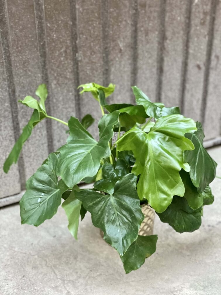 Zdjęcie rośliny Thaumatophyllum Bipinnatifidum (Filodendron Podwójnie Pierzasty), ujęcie 2