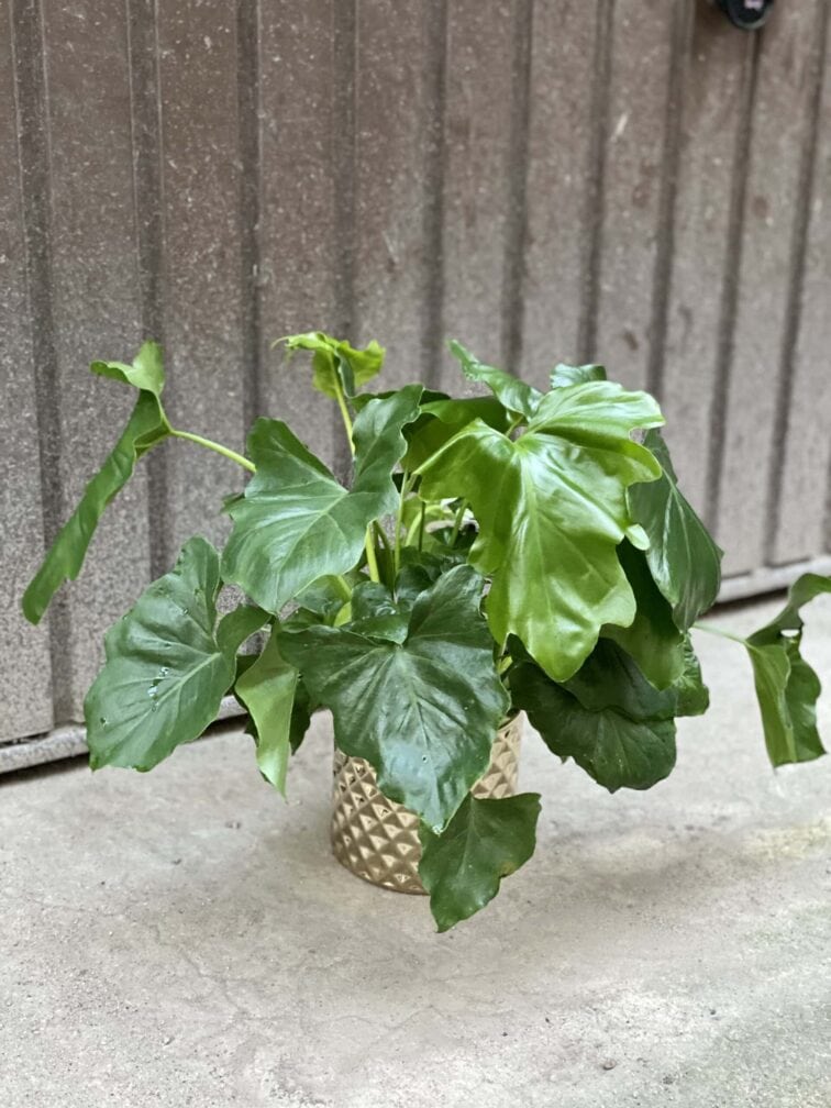 Zdjęcie rośliny Thaumatophyllum Bipinnatifidum (Filodendron Podwójnie Pierzasty), ujęcie 3