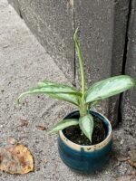 Zdjęcie rośliny Aglaonema White Rain, ujęcie 1