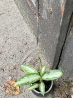 Zdjęcie rośliny Aglaonema White Rain, ujęcie 2