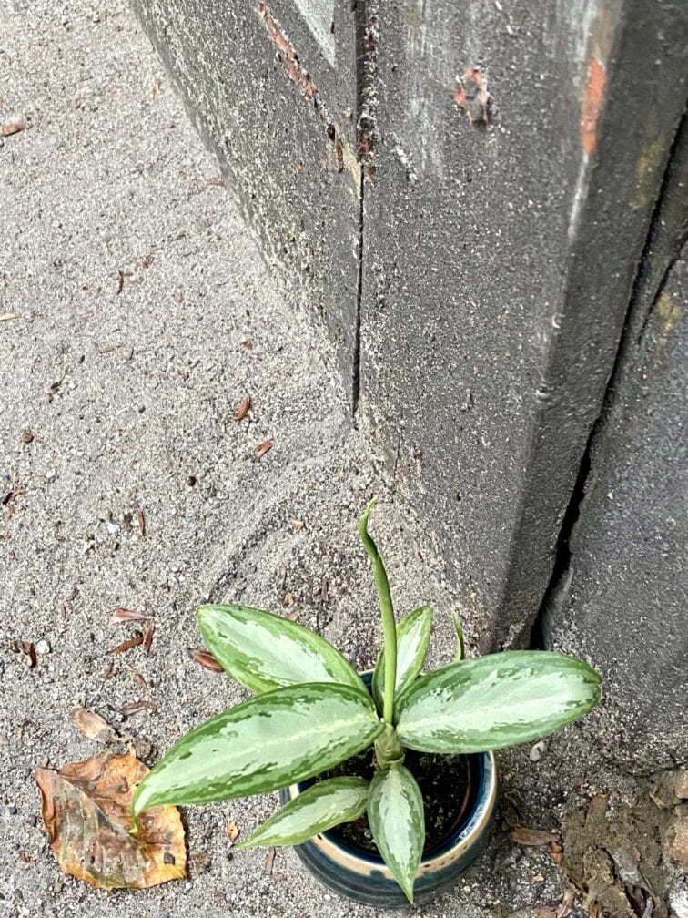 Zdjęcie rośliny Aglaonema White Rain, ujęcie 2