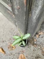 Zdjęcie rośliny Aglaonema White Rain, ujęcie 3