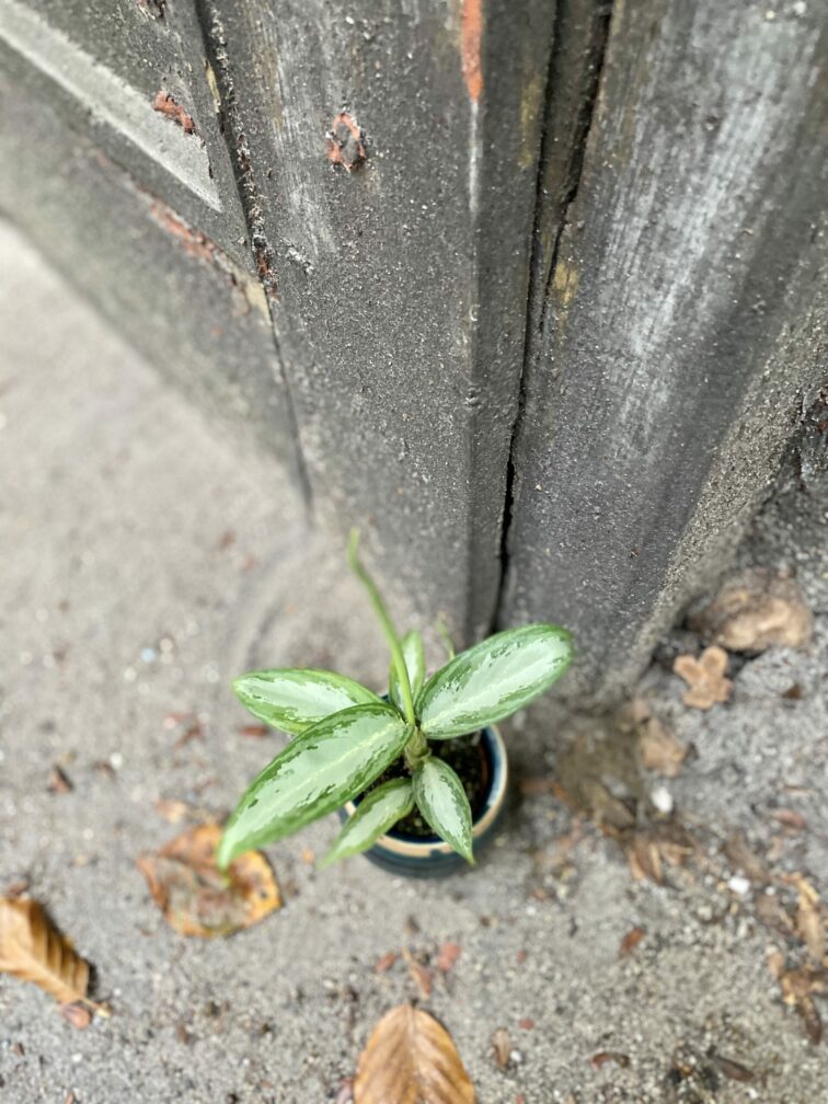 Zdjęcie rośliny Aglaonema White Rain, ujęcie 3