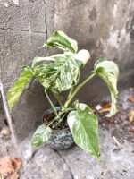 Zdjęcie rośliny Monstera variegata nr 5, ujęcie 1