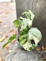 Zdjęcie rośliny Monstera variegata nr 5, ujęcie 2