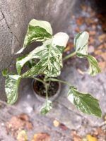 Zdjęcie rośliny Monstera variegata nr 5, ujęcie 3