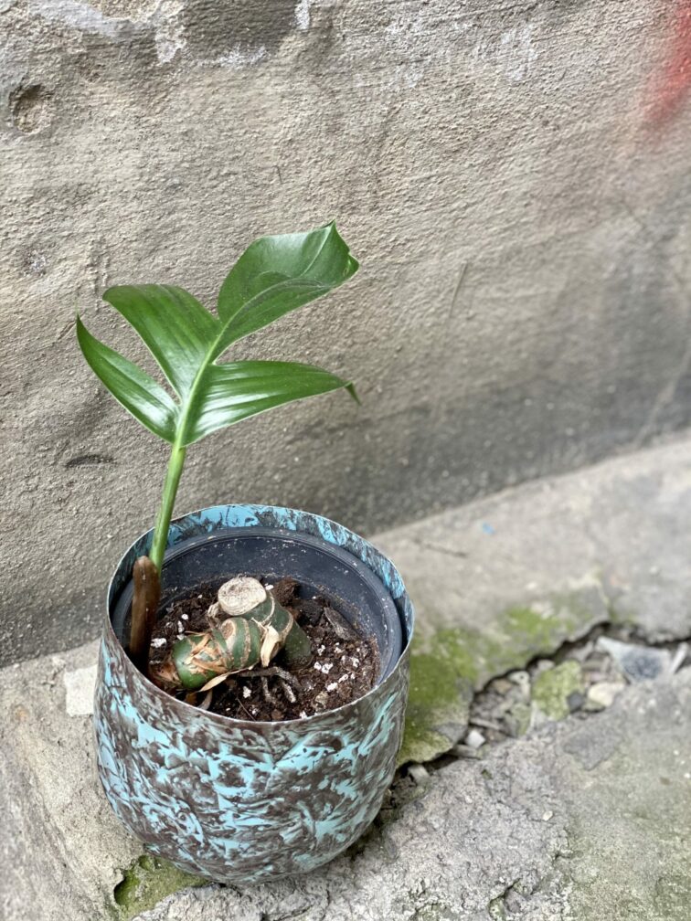 monstera-decursiva_11x25-0.jpg Zdjęcie rośliny Monstera decursiva, ujęcie 1