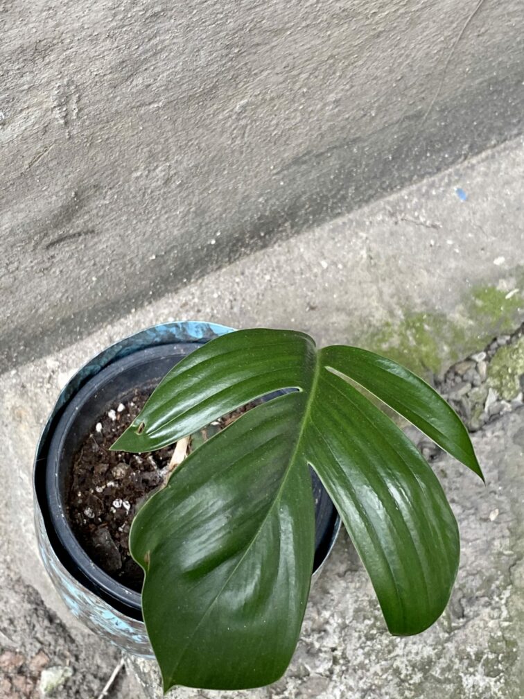 Zdjęcie rośliny Monstera decursiva, ujęcie 2