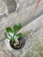 Zdjęcie rośliny Monstera decursiva, ujęcie 3