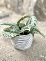 Zdjęcie doniczki lub oslonki: Osłonka Harry 12x12 cm, ujęcie 2