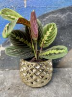 Zdjęcie doniczki lub oslonki: Osłonka Pinapple 12x12 cm, ujęcie 2