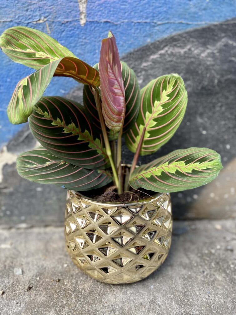 Zdjęcie doniczki lub oslonki: Osłonka Pinapple 12x12 cm, ujęcie 2