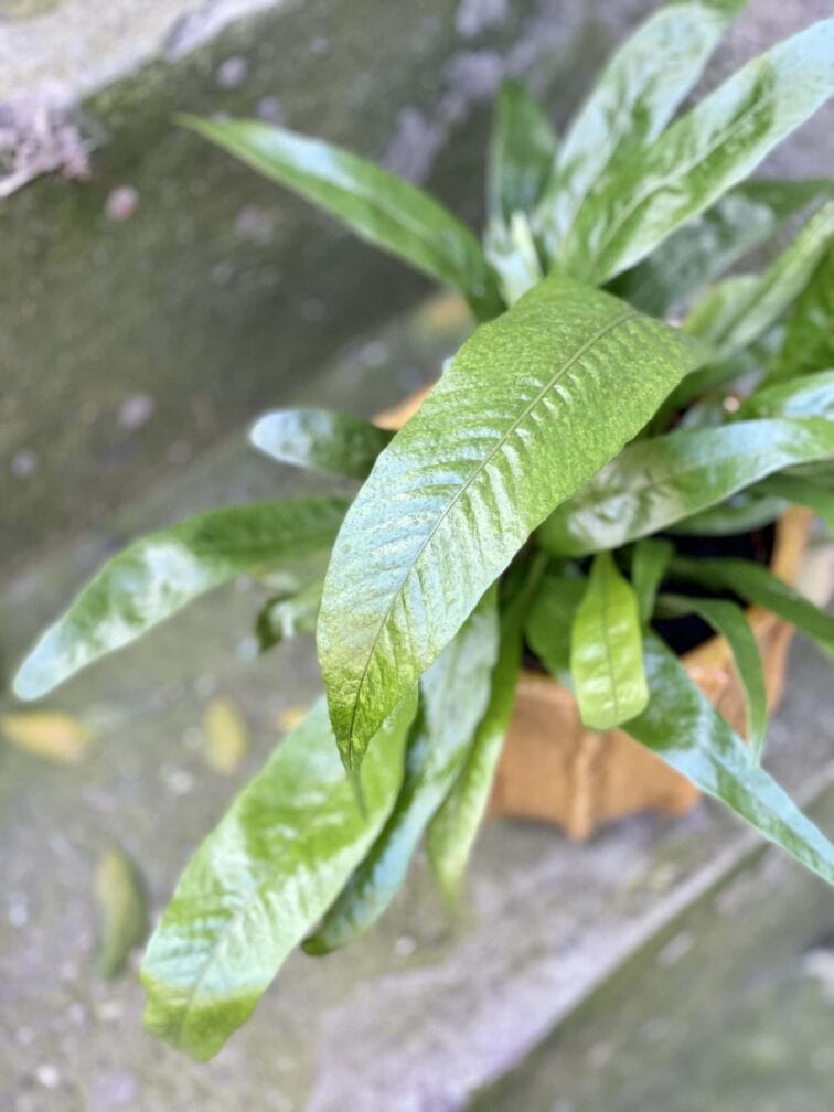 Zdjęcie rośliny Aglaomorpha Coronans, ujęcie 2