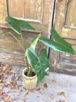 Zdjęcie rośliny Alocasia Zebrina variegata, ujęcie 1