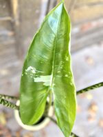Zdjęcie rośliny Alocasia Zebrina variegata, ujęcie 2