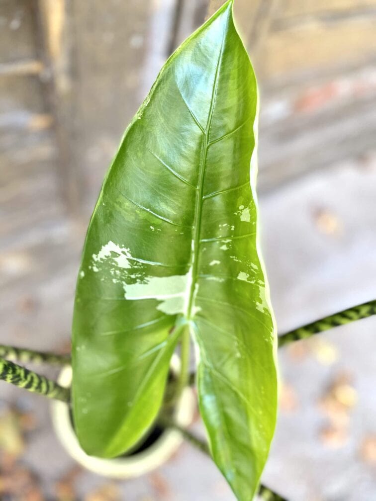 Zdjęcie rośliny Alocasia Zebrina variegata, ujęcie 2