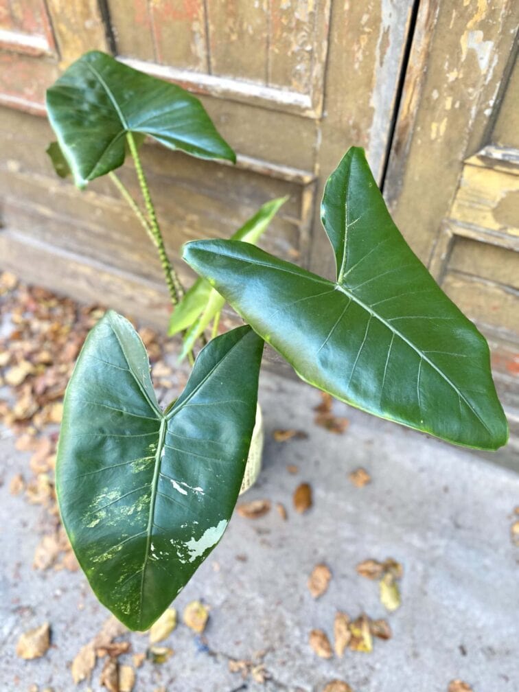 Zdjęcie rośliny Alocasia Zebrina variegata, ujęcie 3