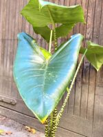 Zdjęcie rośliny Alocasia Zebrina variegata, ujęcie 5