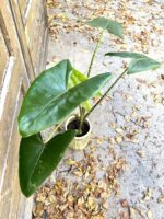 Zdjęcie rośliny Alocasia Zebrina variegata, ujęcie 6