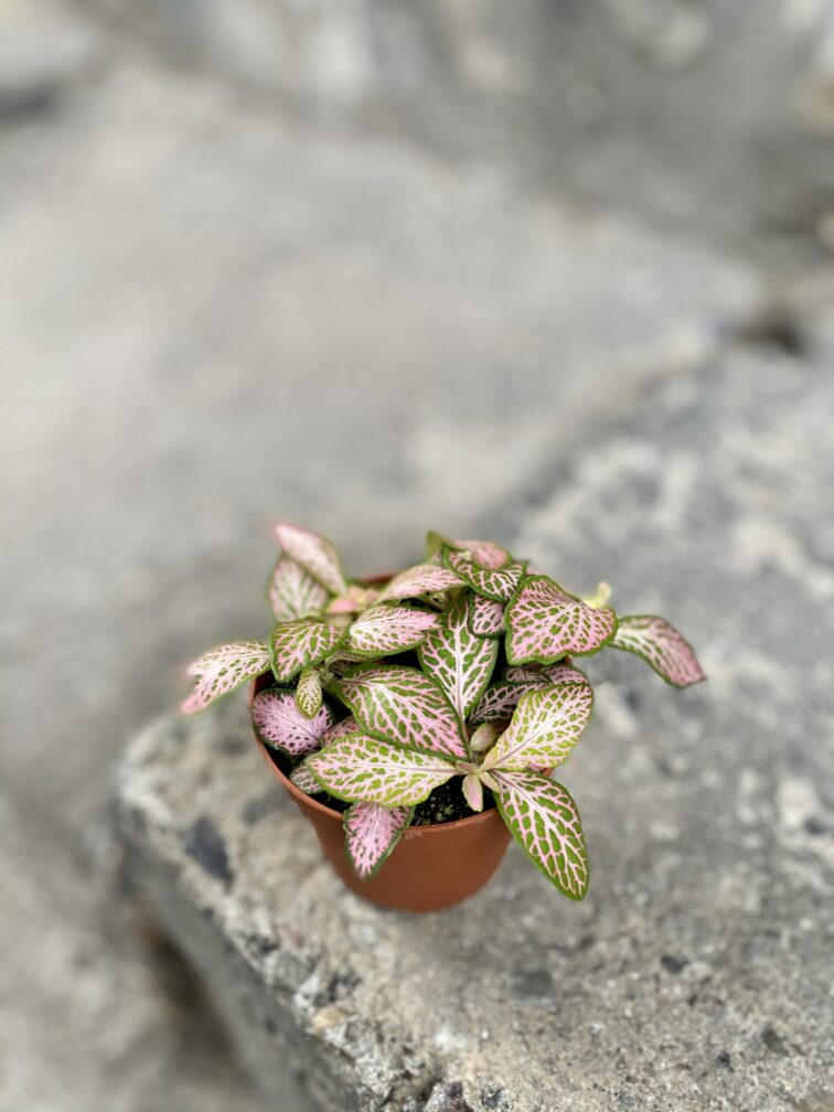 fittonia-pink-specik_8x10-0.jpg Zdjęcie rośliny Fittonia Pink Specik, ujęcie 1