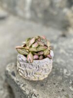 Zdjęcie rośliny Fittonia Pink Specik, ujęcie 2